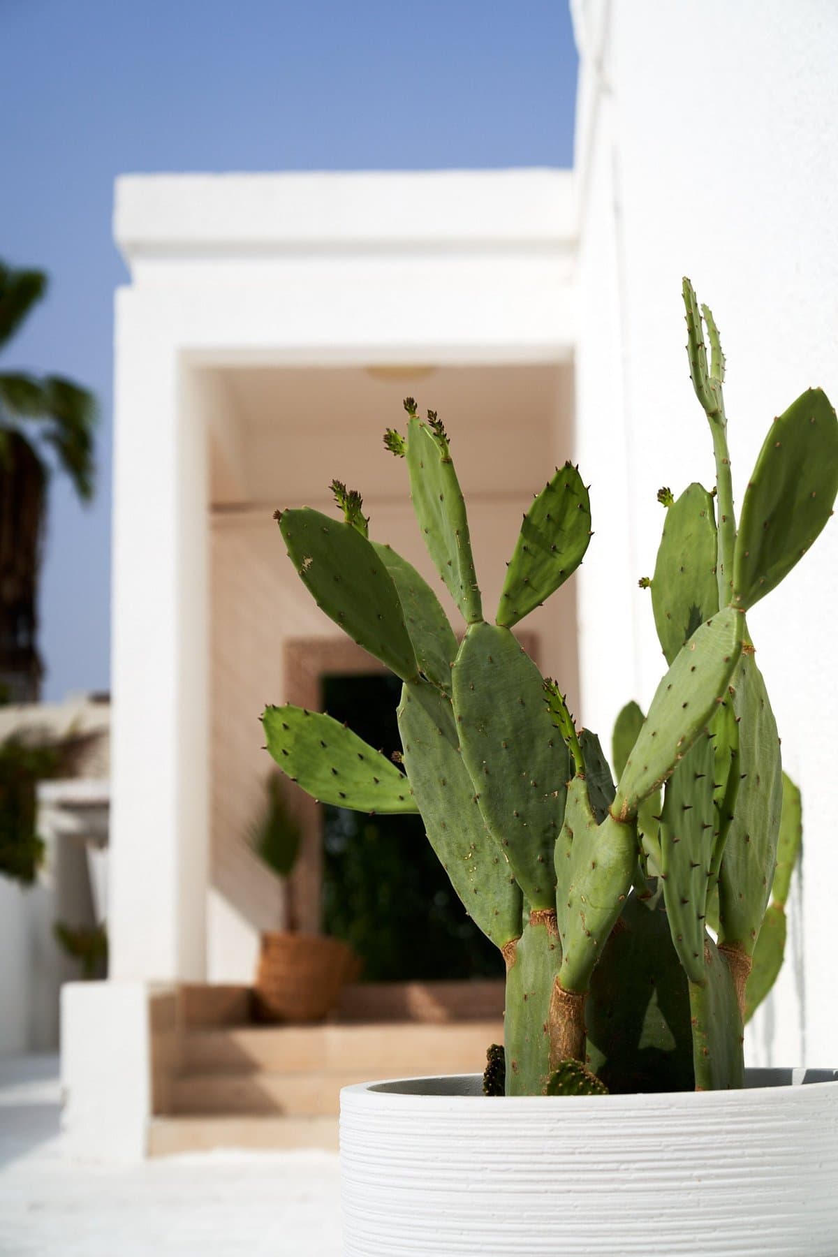 Nomad Villa Garden, private photoshoot location in Dubai — photo 6 of 10